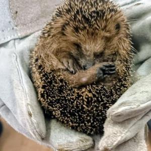 3dd67bb8-71c9-46fb-84a2-427e00aa1adf.jfif